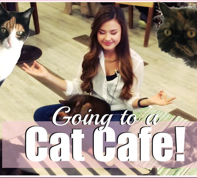 VISITING THE CAT’S ATTIC CAT CAFE IN SEOUL, KOREA THE TRAVEL BREAKDOWN